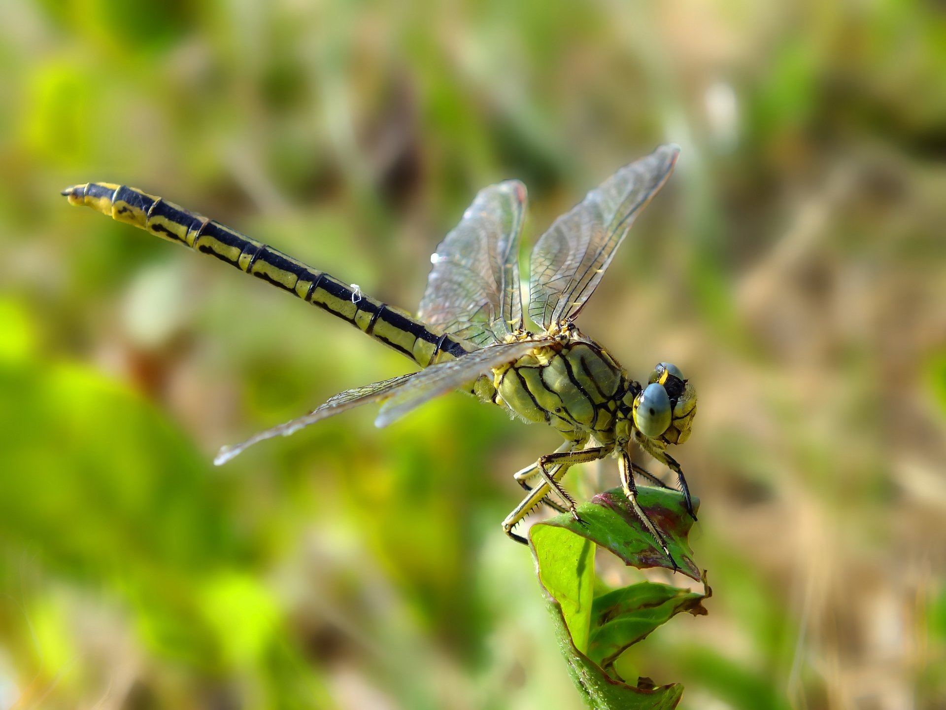 Fonds d'cran Animaux Insectes - Libellules libellules