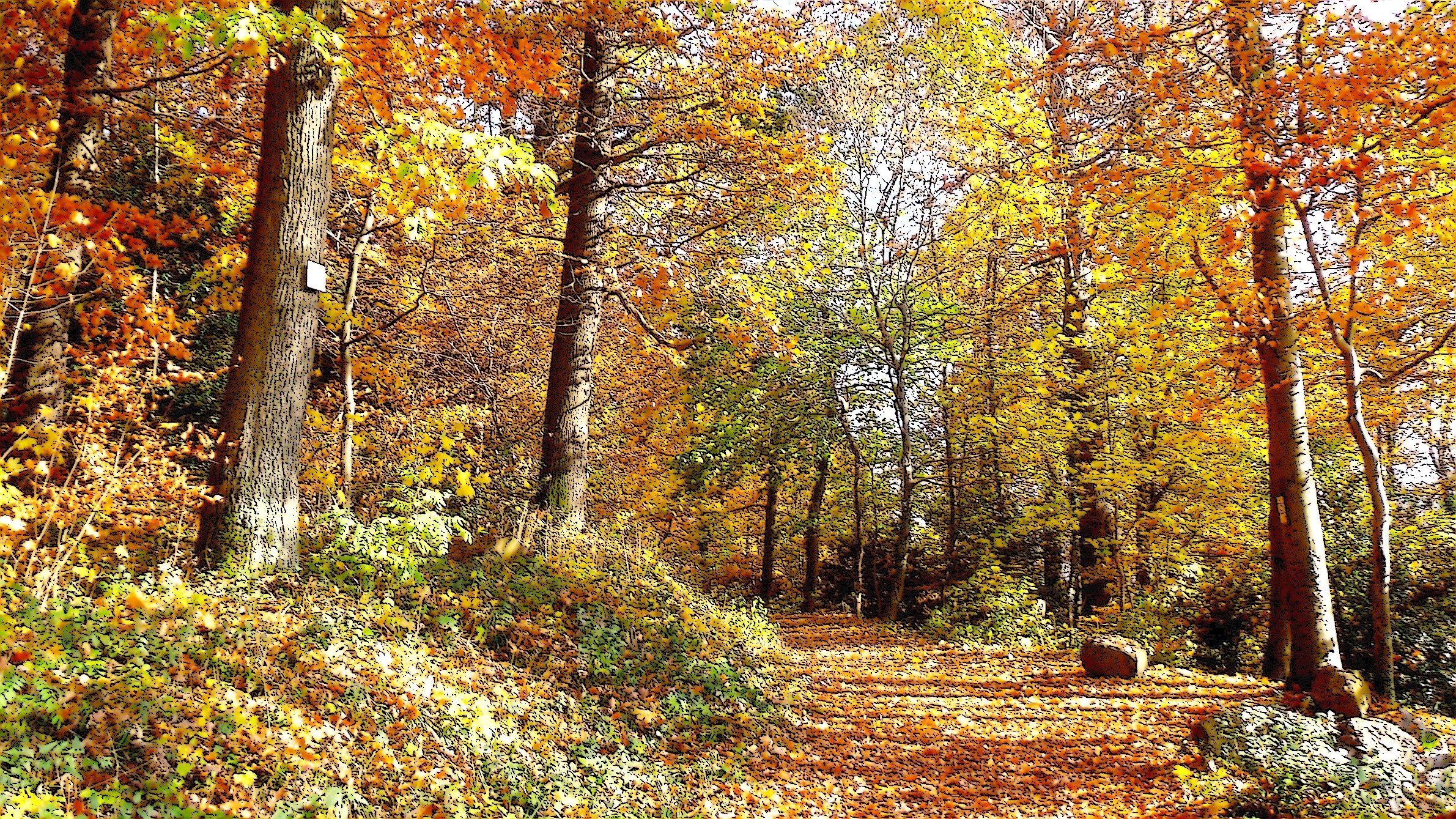 Fonds d'cran Voyages : Europe Allemagne Black Forest in Autumn