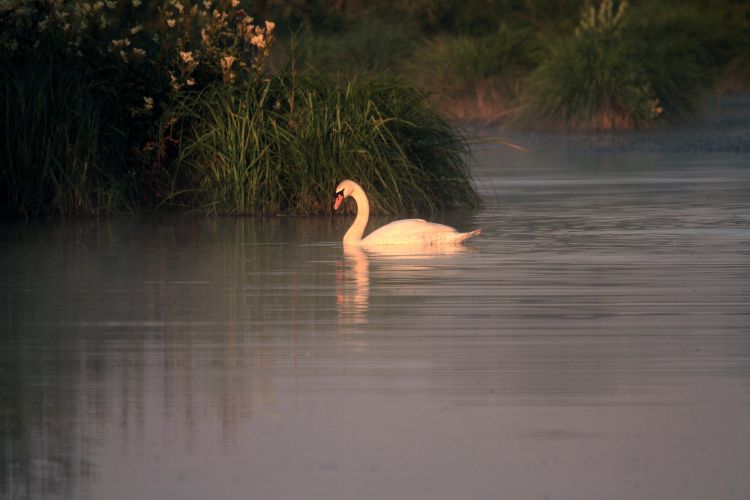 Wallpapers Animals Birds - Swans Wallpaper N308103