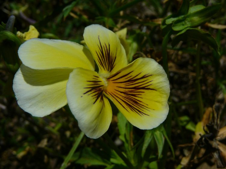 Fonds d'cran Nature Fleurs Fresh Garden 