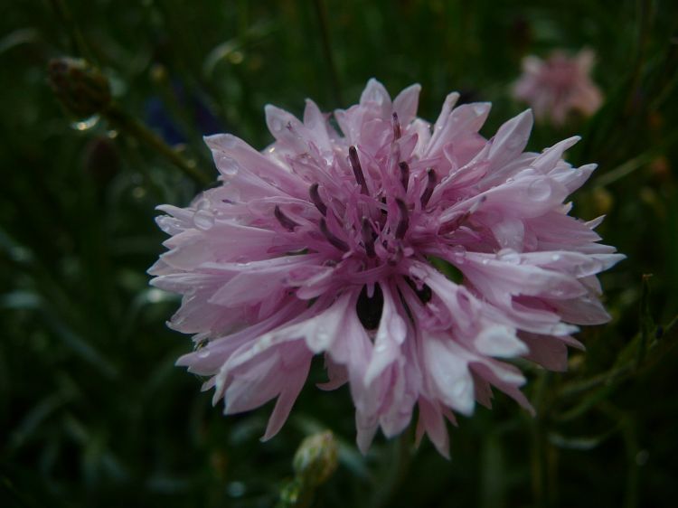 Fonds d'cran Nature Fleurs Fresh Garden 