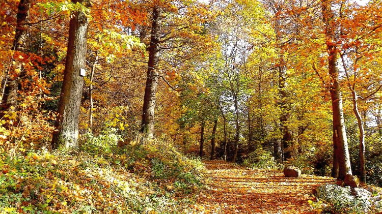 Wallpapers Trips : Europ Germany Black Forest in Autumn