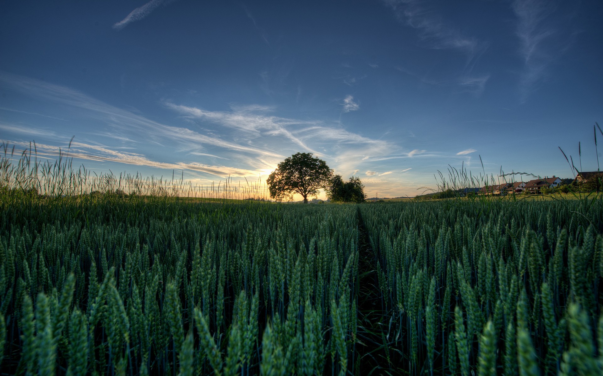 Fonds d'cran Nature Champs - Prairies 