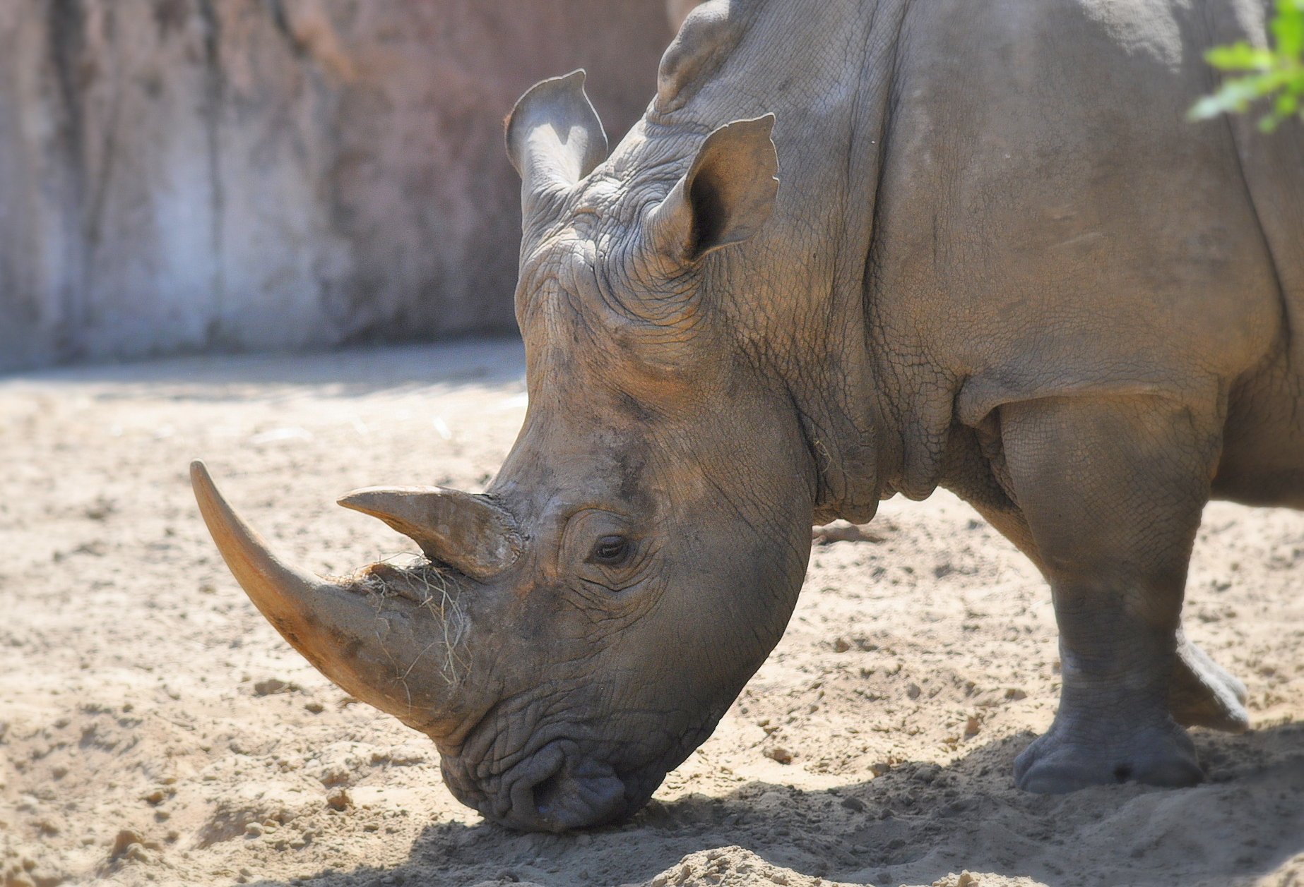 Fonds d'cran Animaux Rhinocros Rhino attitude ...