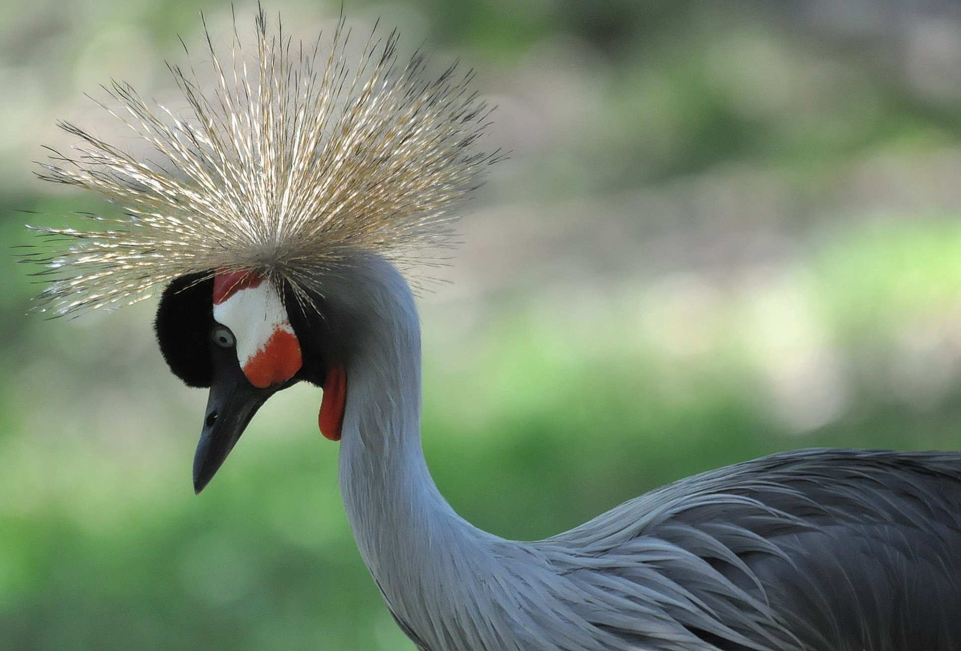 Wallpapers Animals Birds - Cranes Grue Royale 