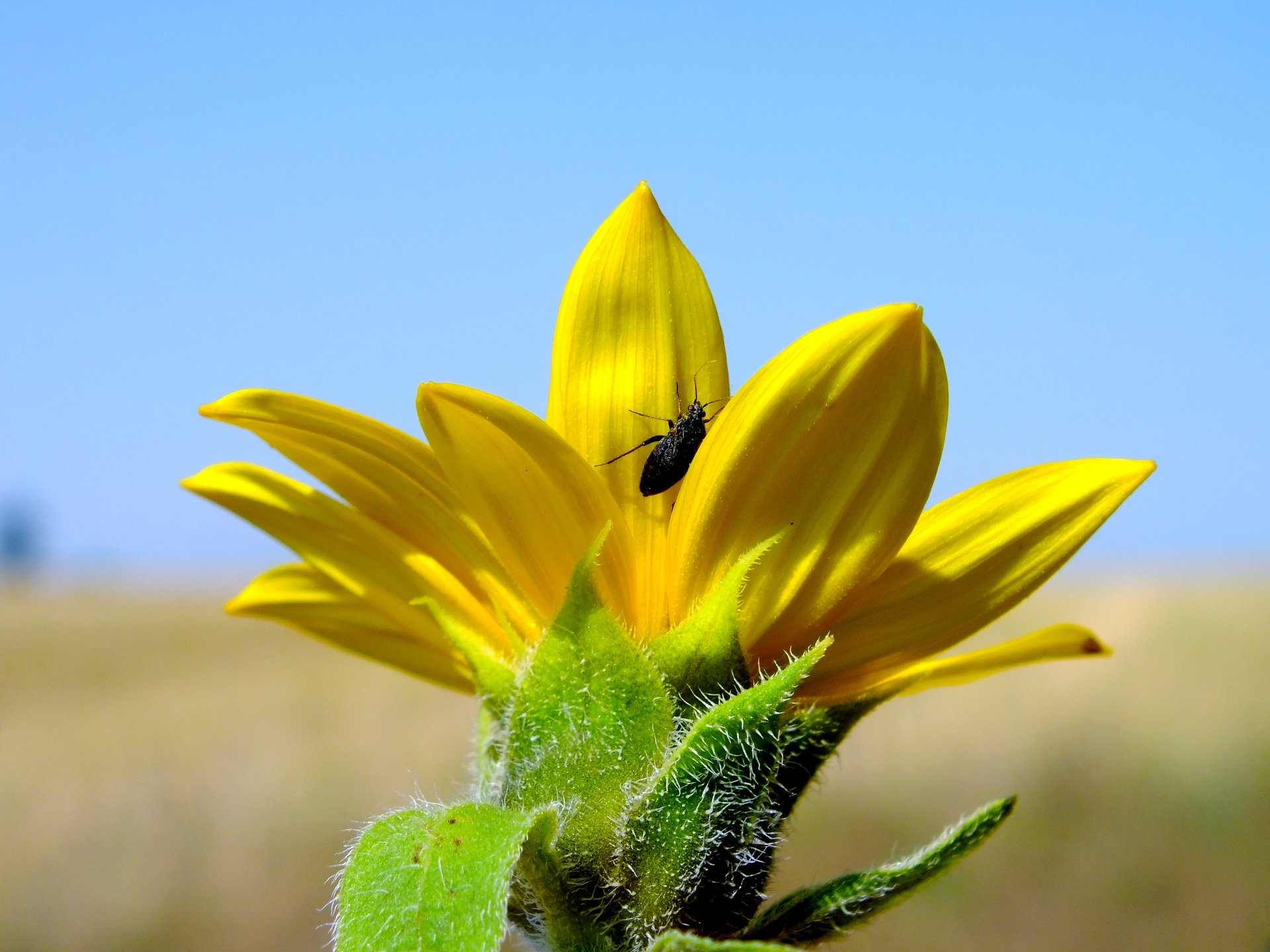 Fonds d'cran Animaux Insectes - Divers fleurs