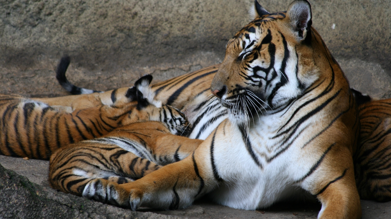 Fonds d'cran Animaux Flins - Tigres 