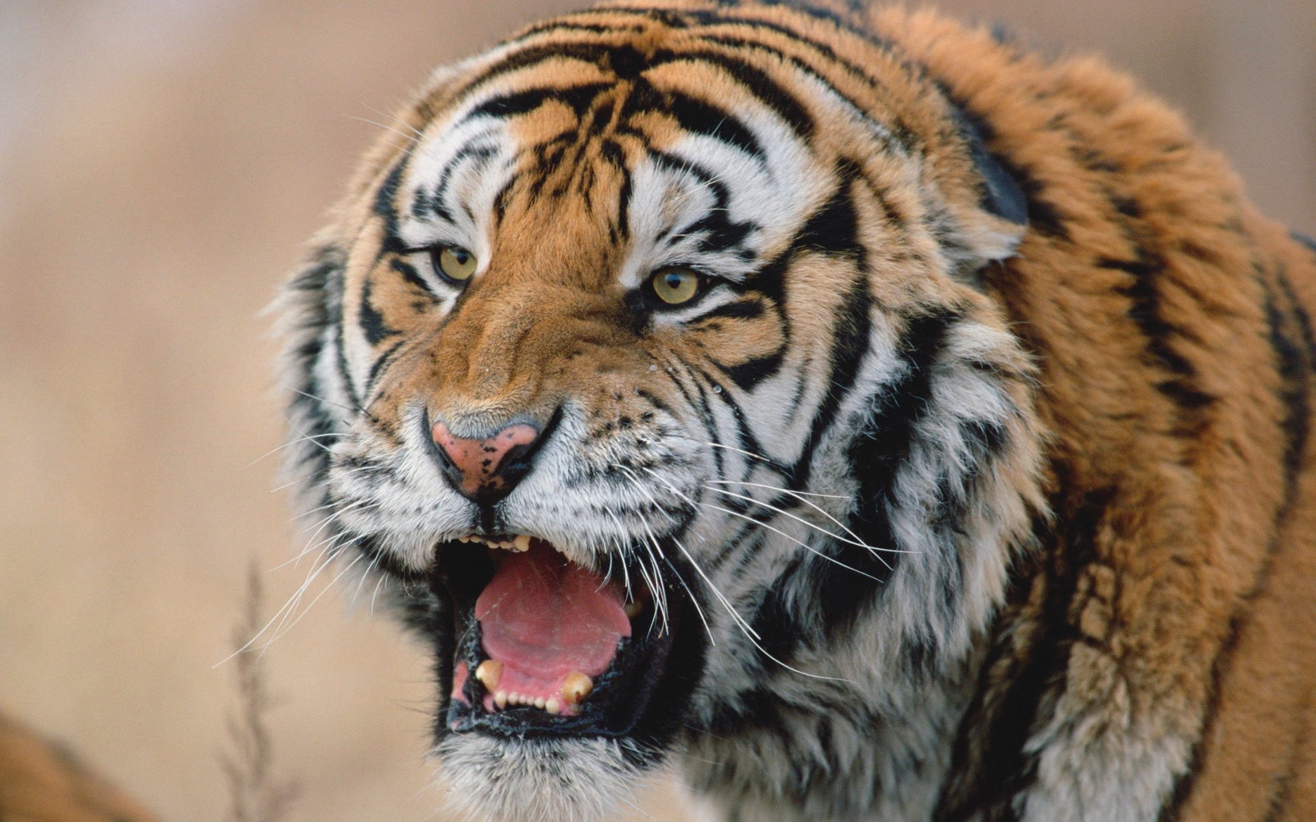 Fonds d'cran Animaux Flins - Tigres 