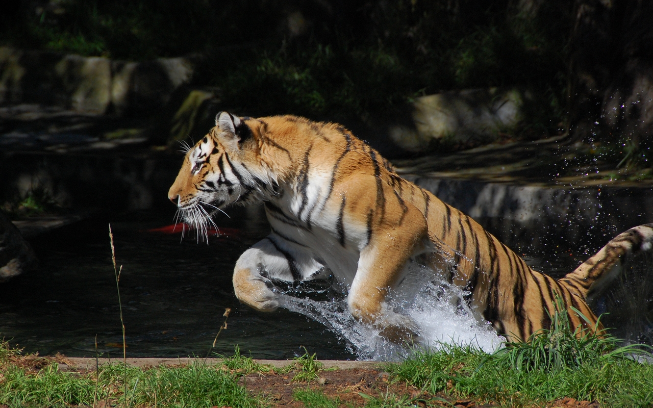 Fonds d'cran Animaux Flins - Tigres 