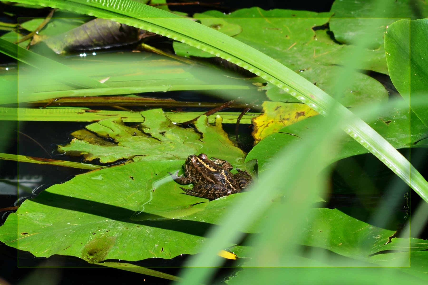 Wallpapers Animals Frogs - Toads Un p'tit baiser ?