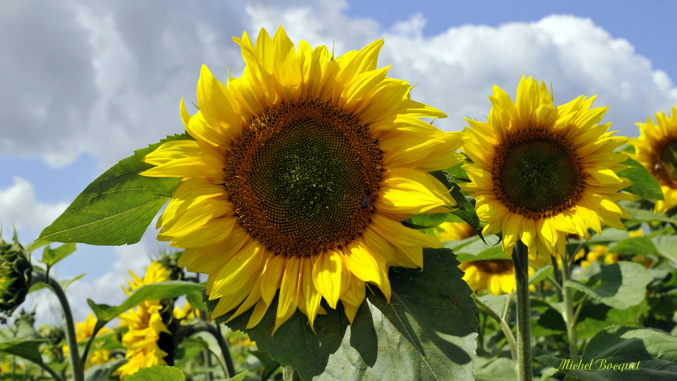 Fonds d'cran Nature Fleurs Deux tournesols