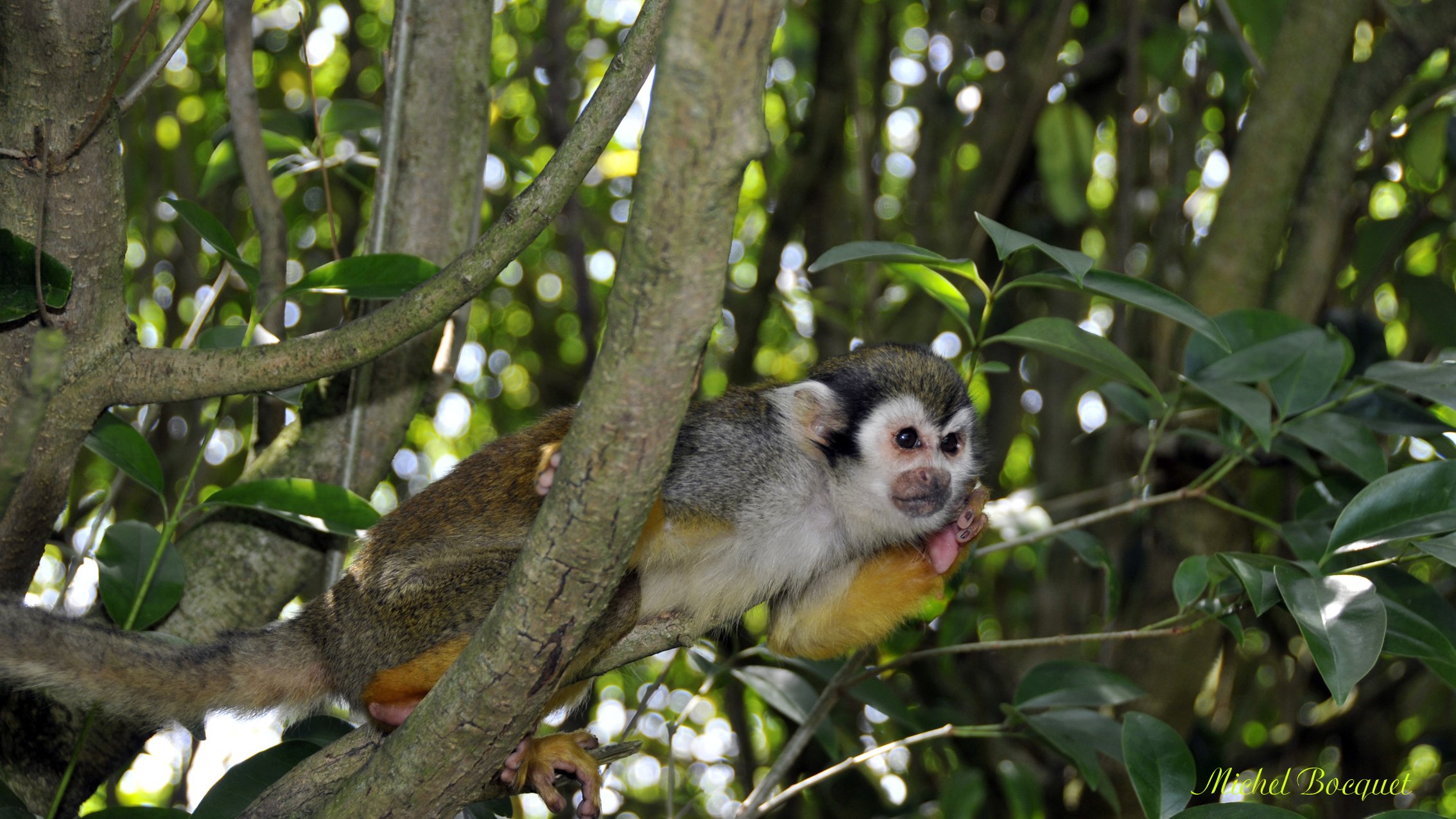 Fonds d'cran Animaux Singes Un petit singe dans un arbre