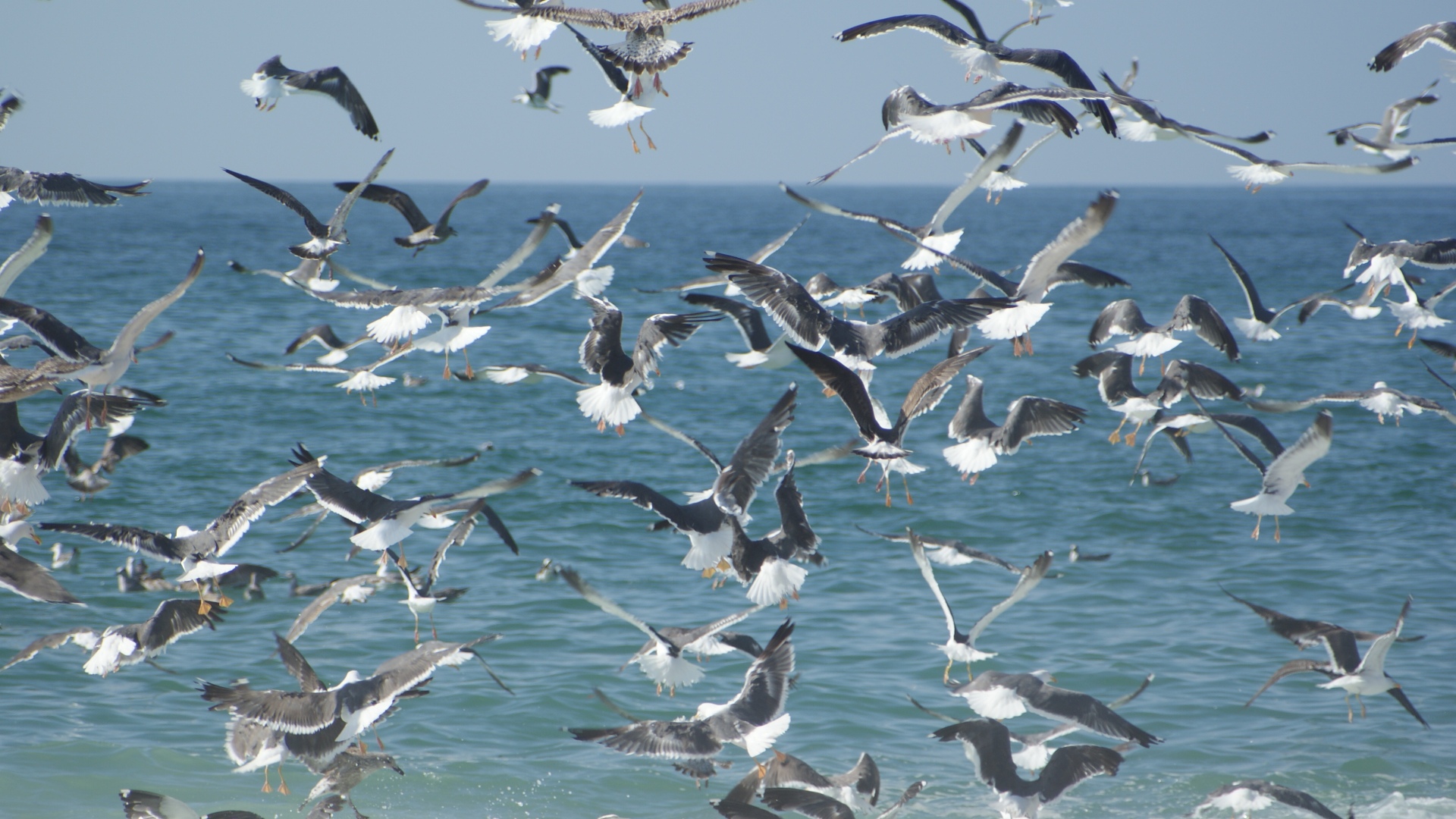 Wallpapers Animals Birds - Gulls 