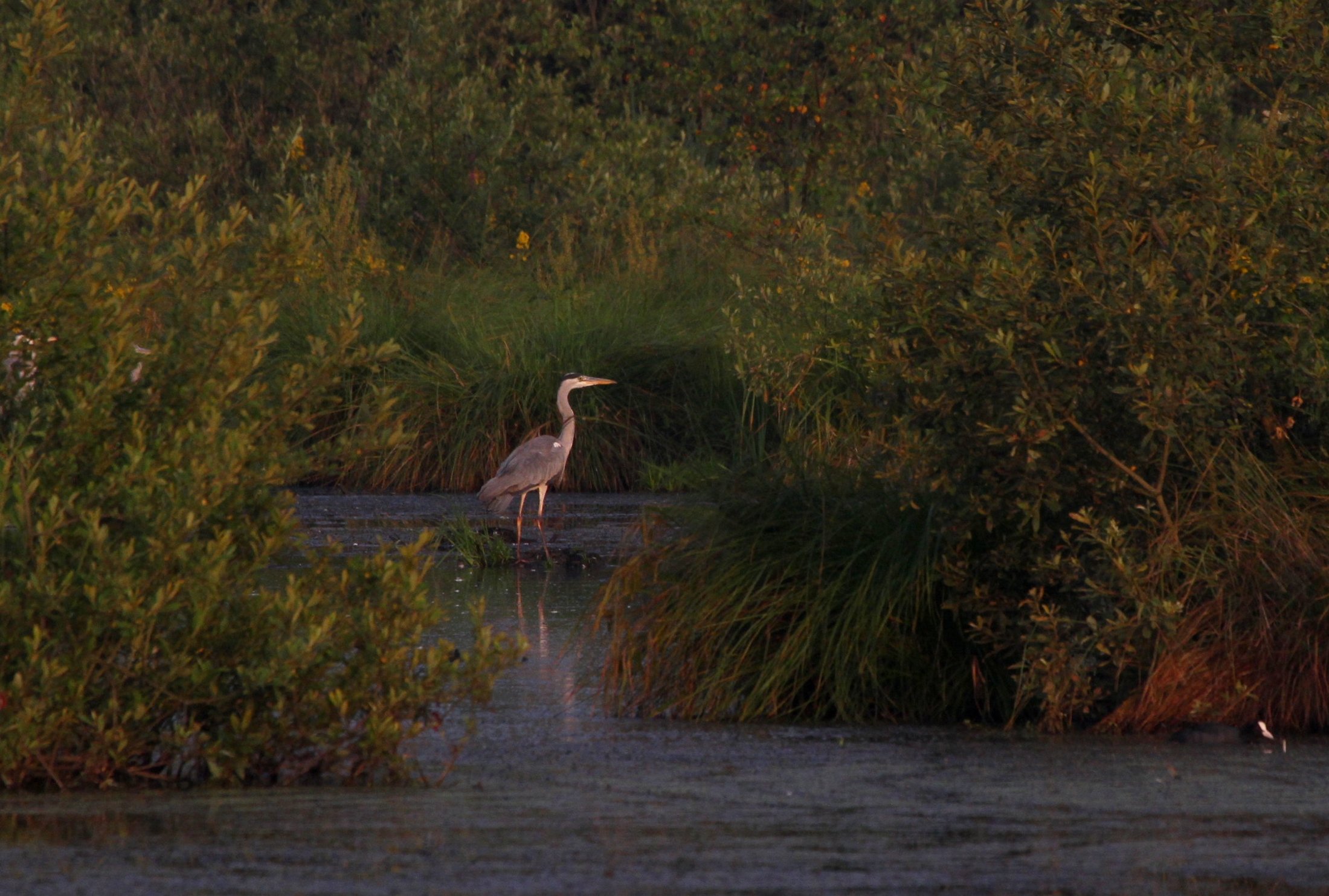 Wallpapers Animals Birds - Herons 