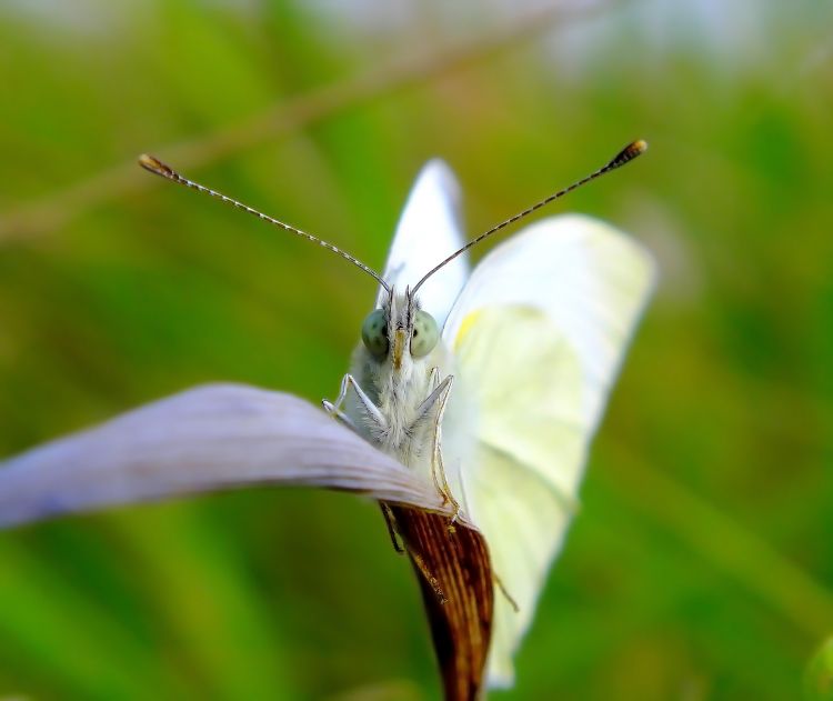 Fonds d'cran Animaux Insectes - Papillons papillons