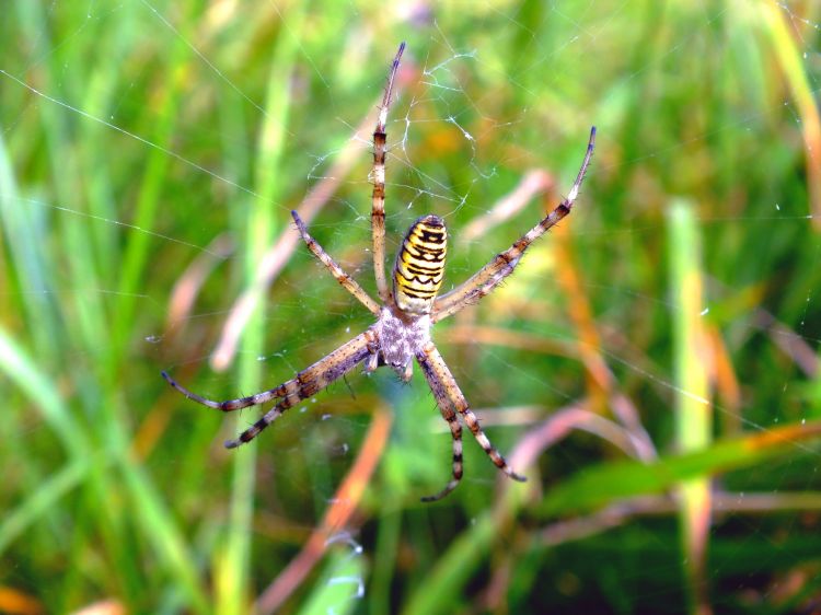 Fonds d'cran Animaux Araignes araignes