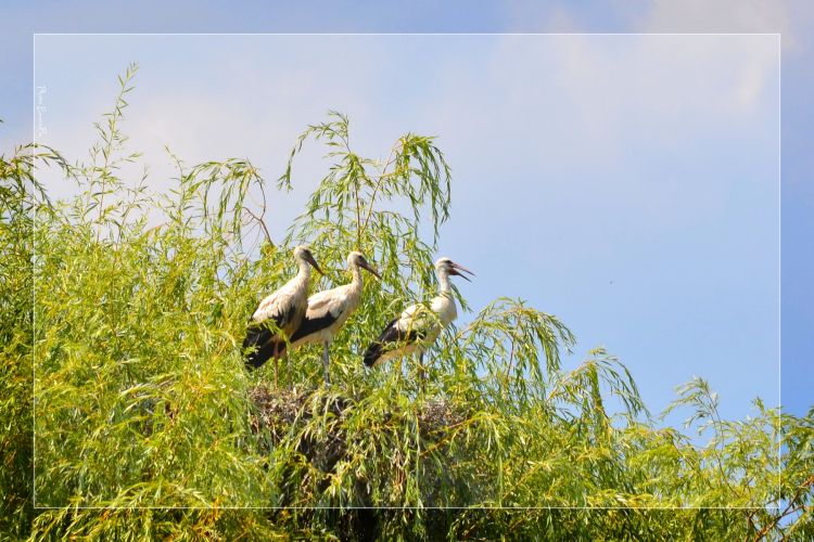 Fonds d'cran Animaux Oiseaux - Cigognes Wallpaper N308298