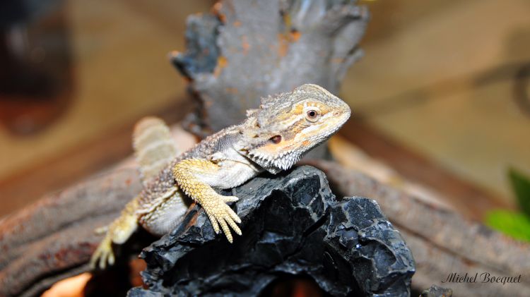 Fonds d'cran Animaux Lzards - Iguanes Un lzard vert