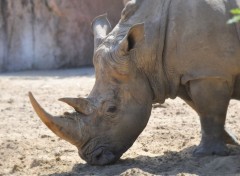  Animaux Rhino attitude ...