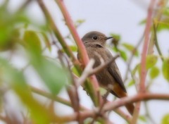  Animaux Rouge - queue 