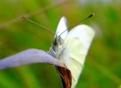  Animaux papillons