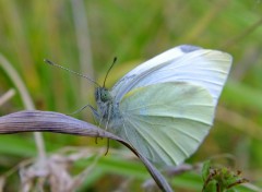  Animaux papillons