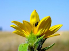  Animaux fleurs