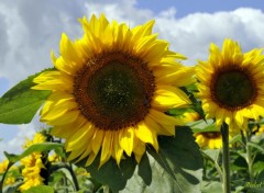  Nature Deux tournesols