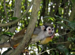  Animals Un petit singe dans un arbre