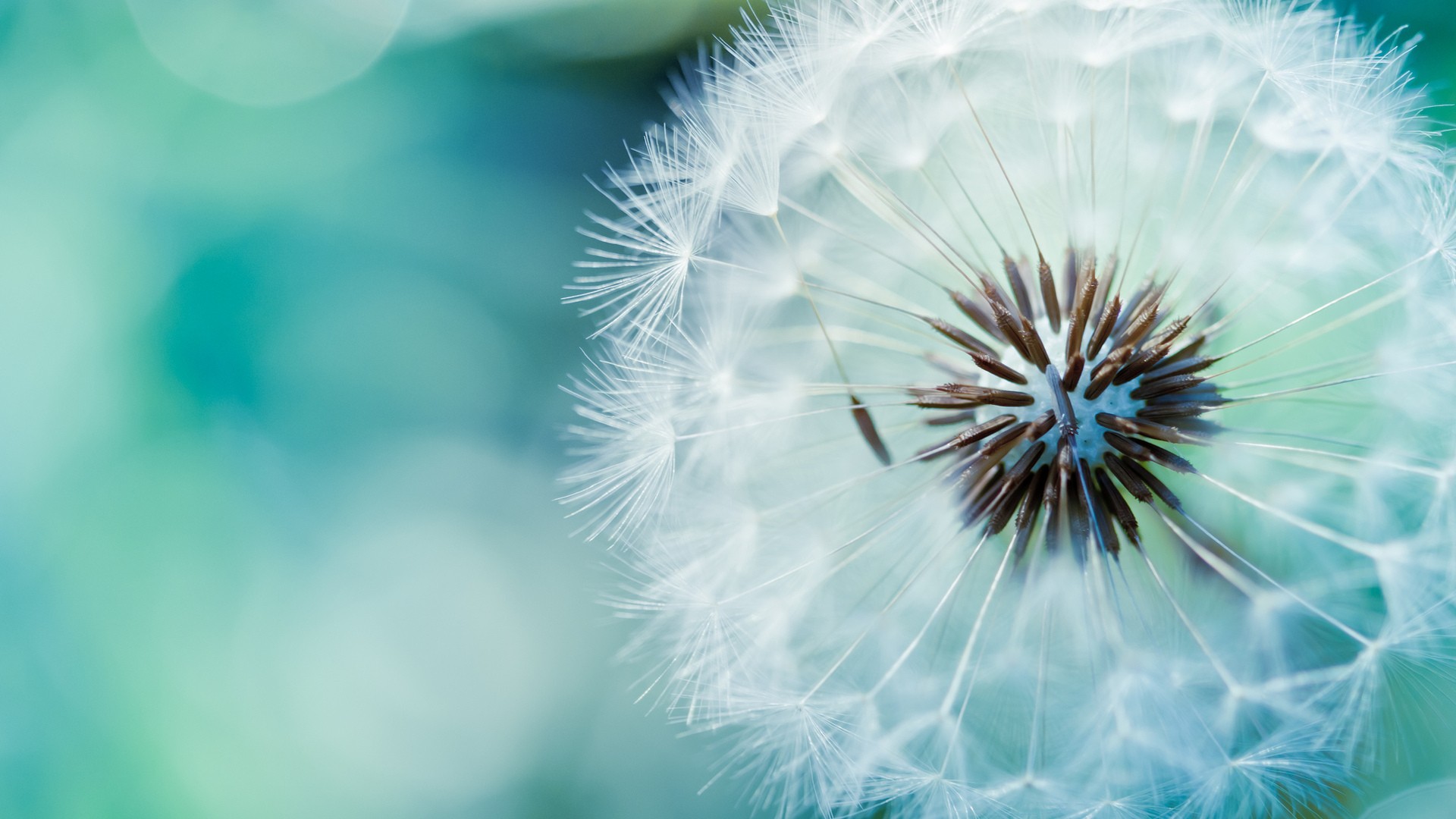 Fonds d'cran Nature Fleurs 