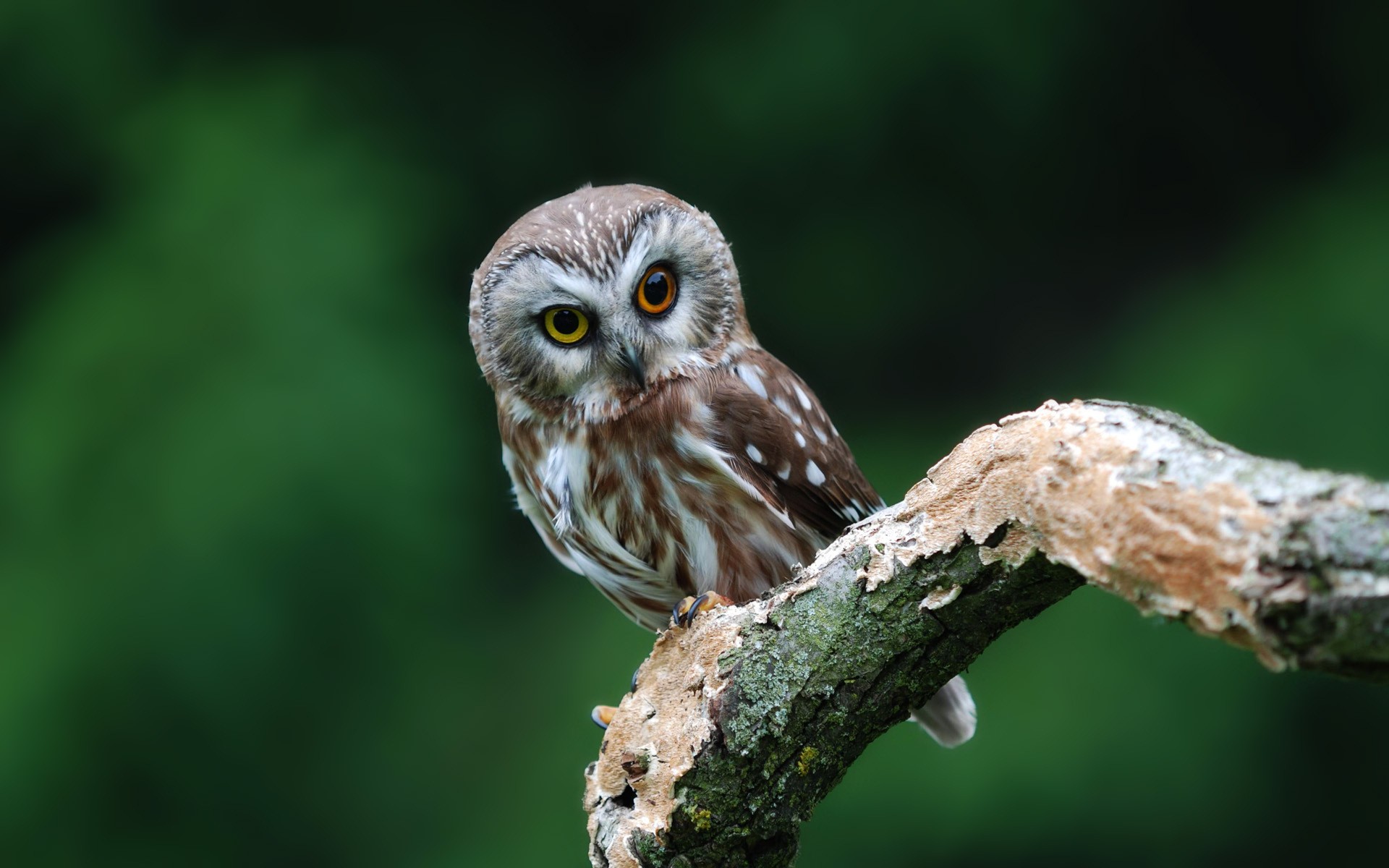 Fonds d'cran Animaux Oiseaux - Hiboux et Chouettes 