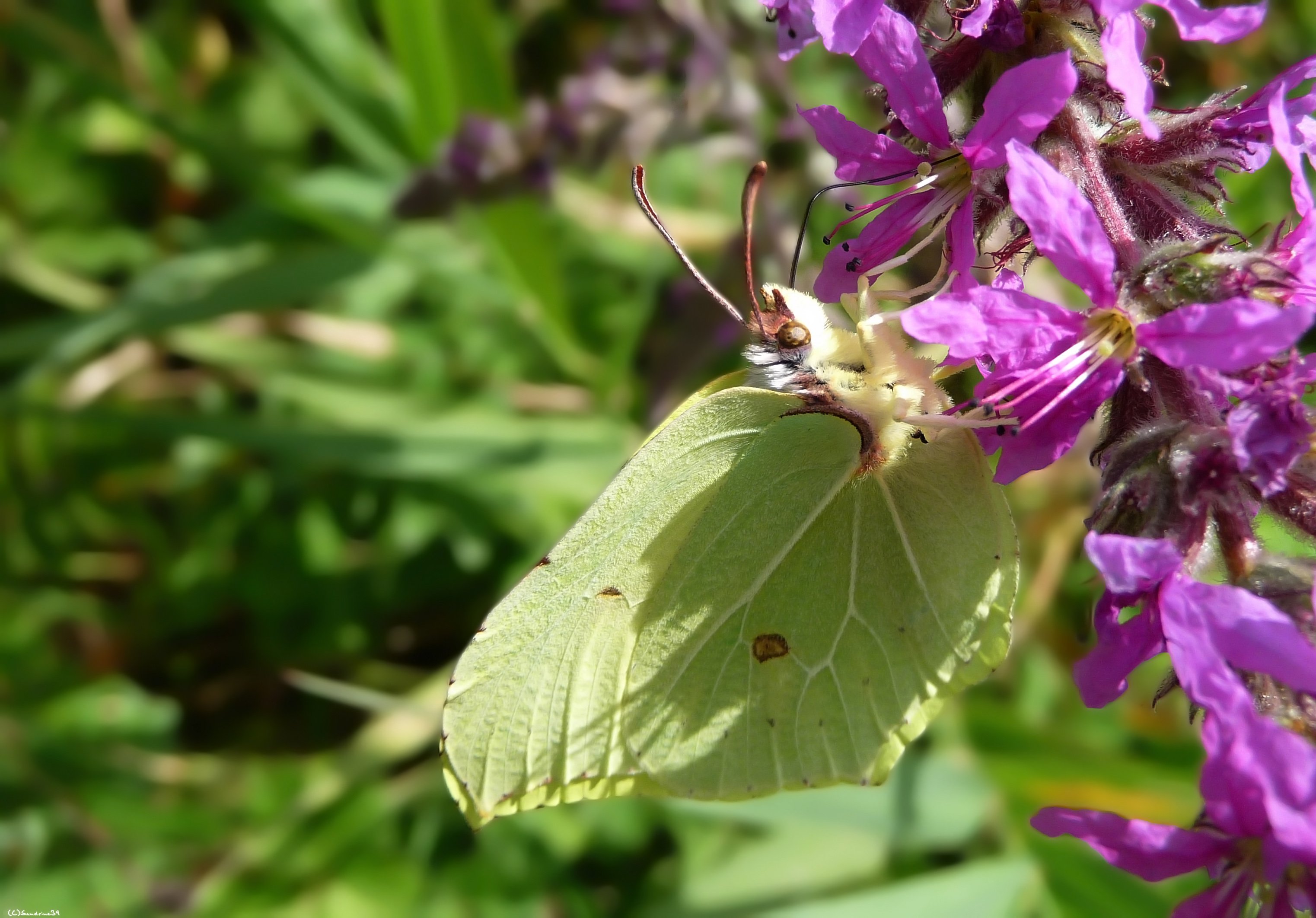 Wallpapers Animals Insects - Butterflies Papillon 