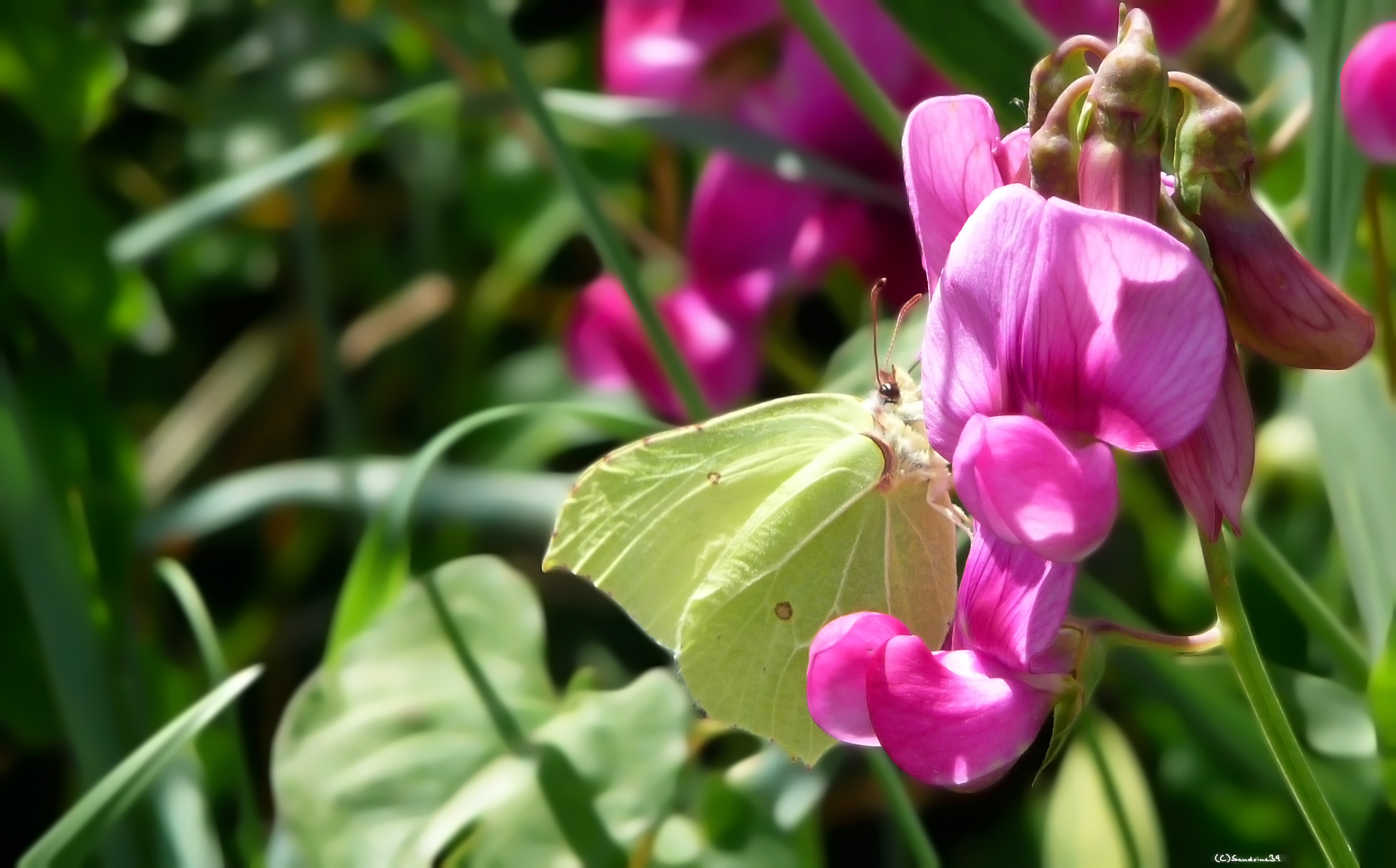 Wallpapers Animals Insects - Butterflies Papillon jaune 