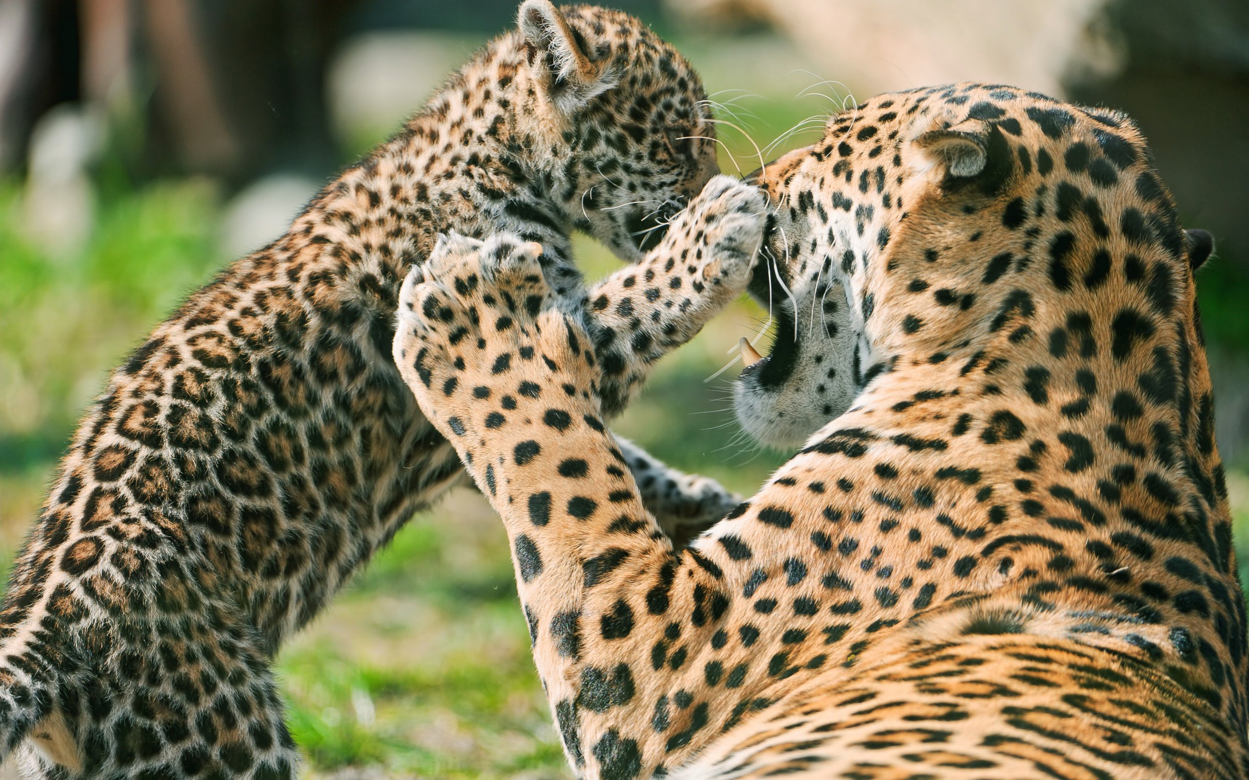 Wallpapers Animals Felines - Jaguars 