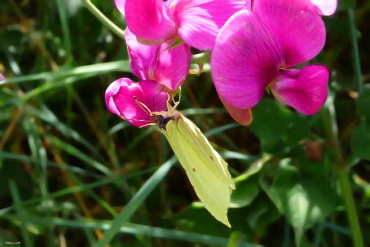 Wallpapers Animals Insects - Butterflies Papillon Citron de Provence