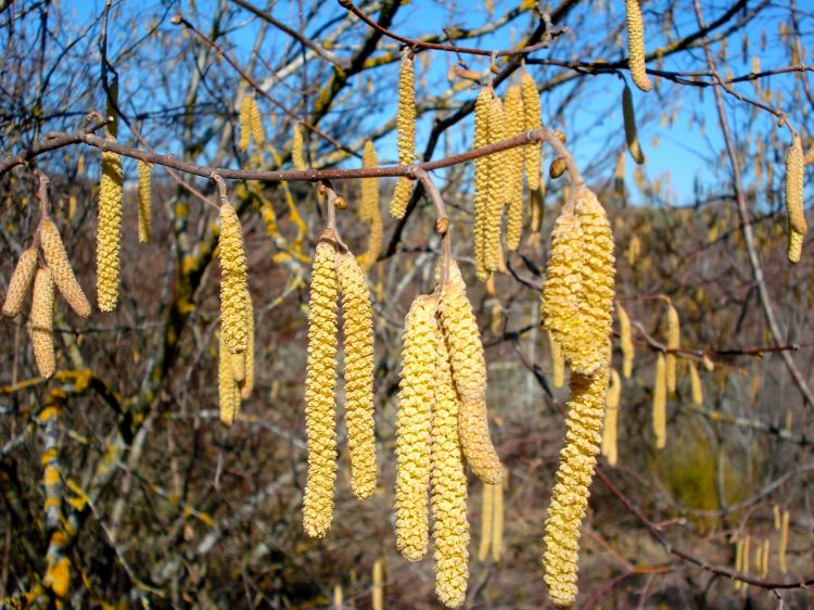 Fonds d'cran Nature Arbres - Forts Fleurs