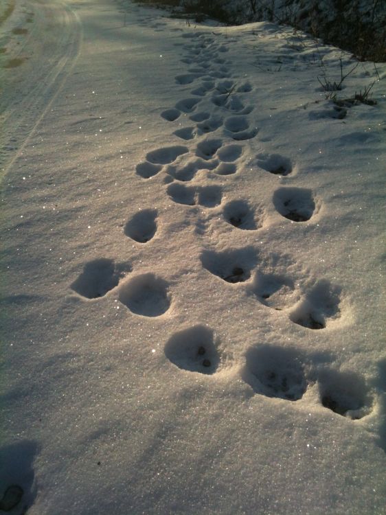 Wallpapers Nature Saisons - Winter Traces dans la neige