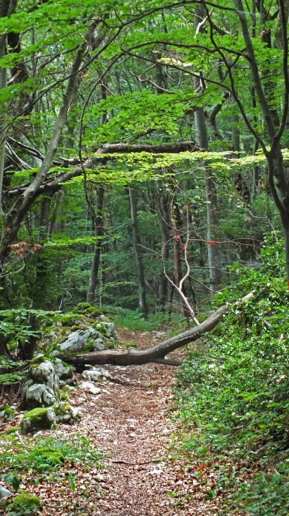 Fonds d'cran Nature Arbres - Forts surraliste