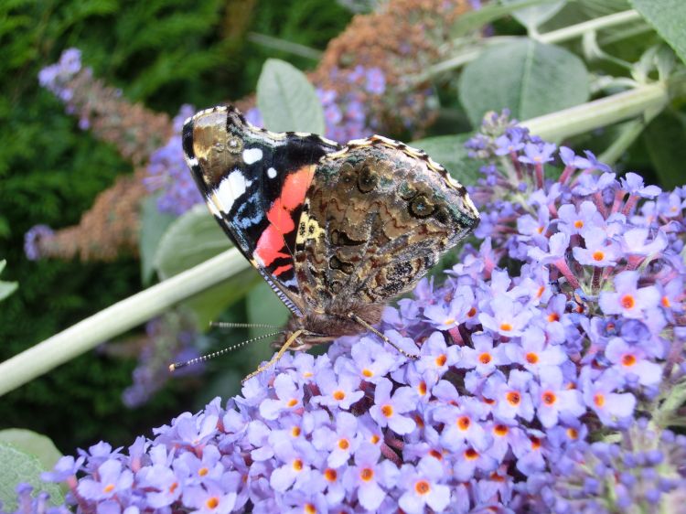 Wallpapers Animals Insects - Butterflies  papillon de l ete