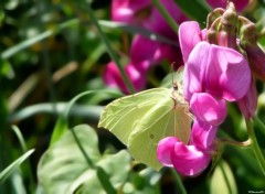  Animals Papillon jaune 