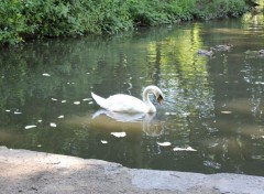  Animaux Image sans titre N308413