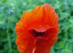  Nature Coquelicot