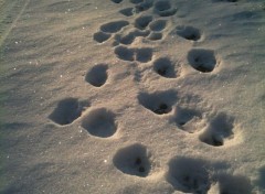  Nature Traces dans la neige