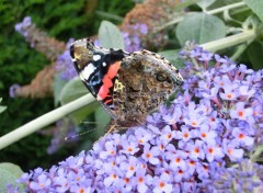  Animaux  papillon de l ete