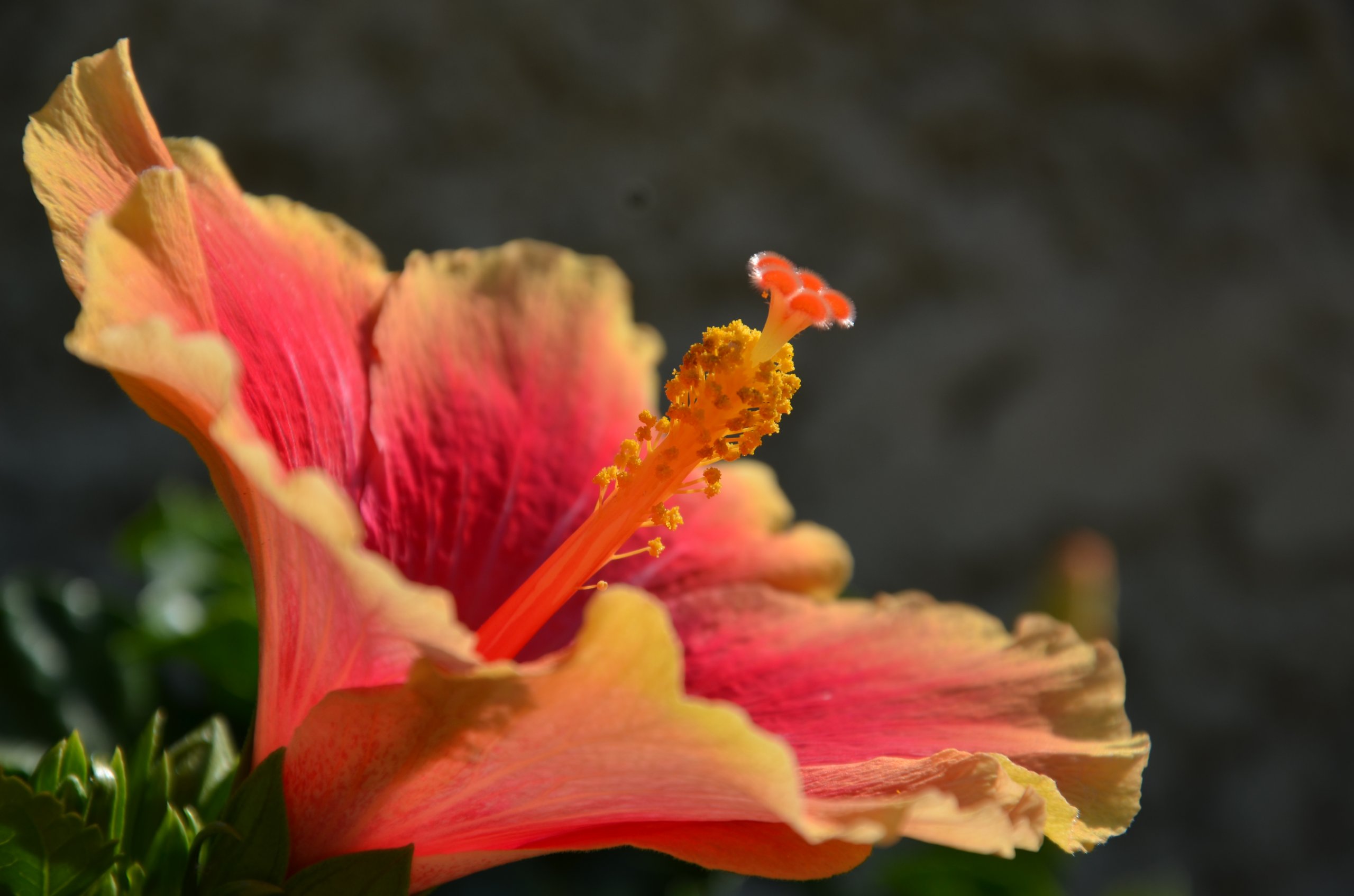 Fonds d'cran Nature Fleurs Ibiscus orange