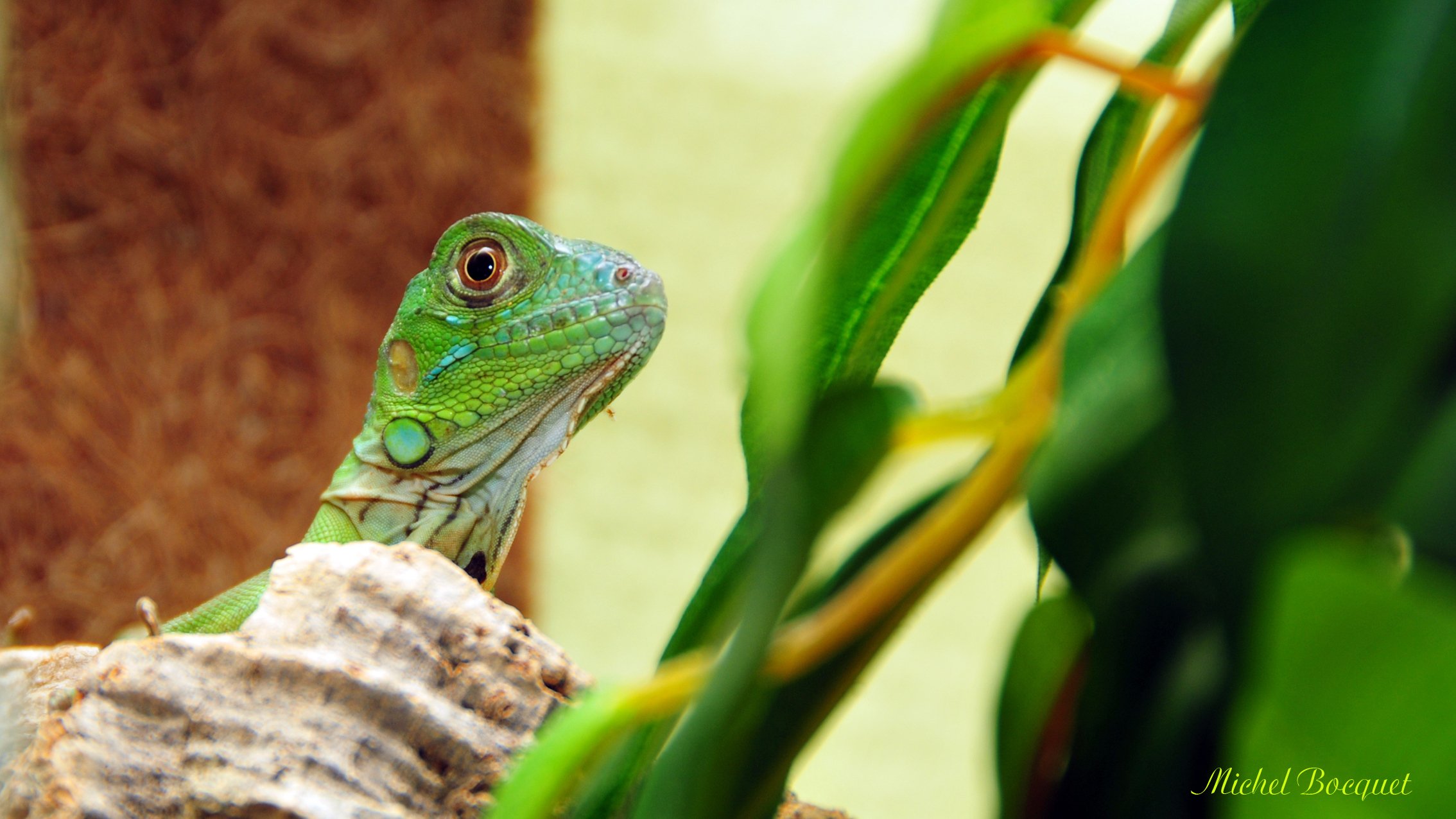 Fonds d'cran Animaux Lzards - Iguanes Un lzard vert