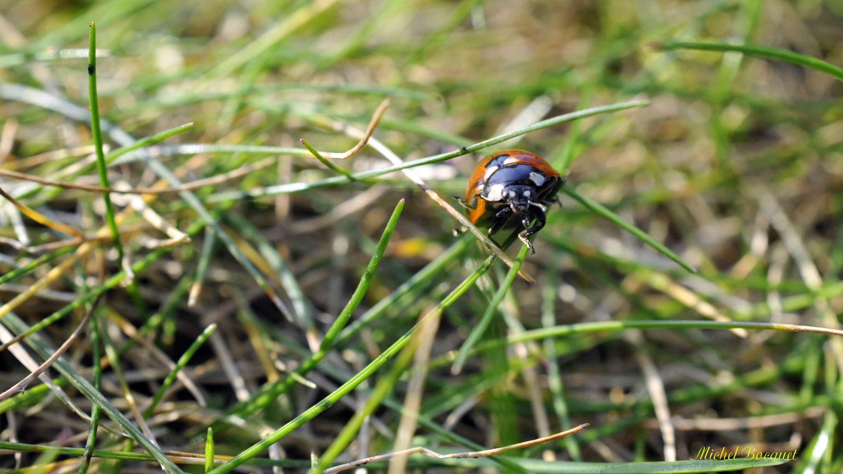 Fonds d'cran Animaux Insectes - Coccinelles Coccinelle dans la pelouse