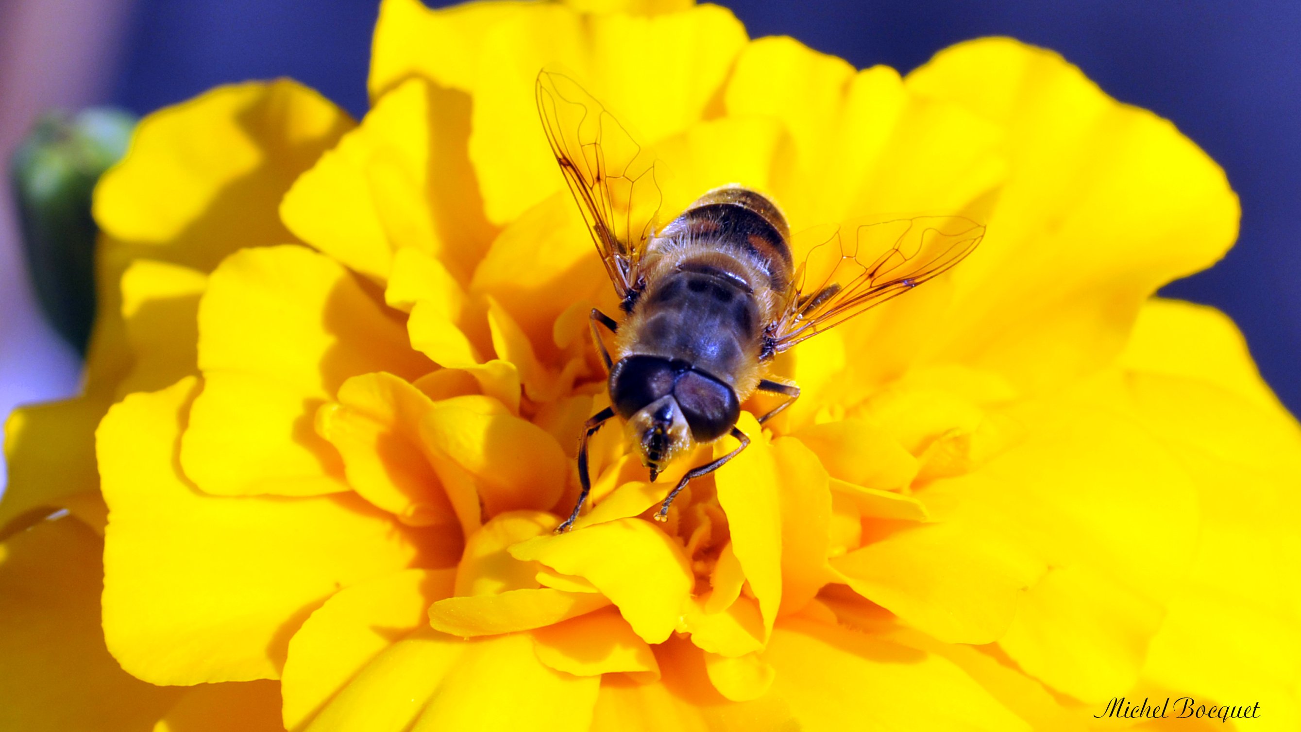 Fonds d'cran Animaux Insectes - Abeilles Gupes ... Abeille sur fleur jaune