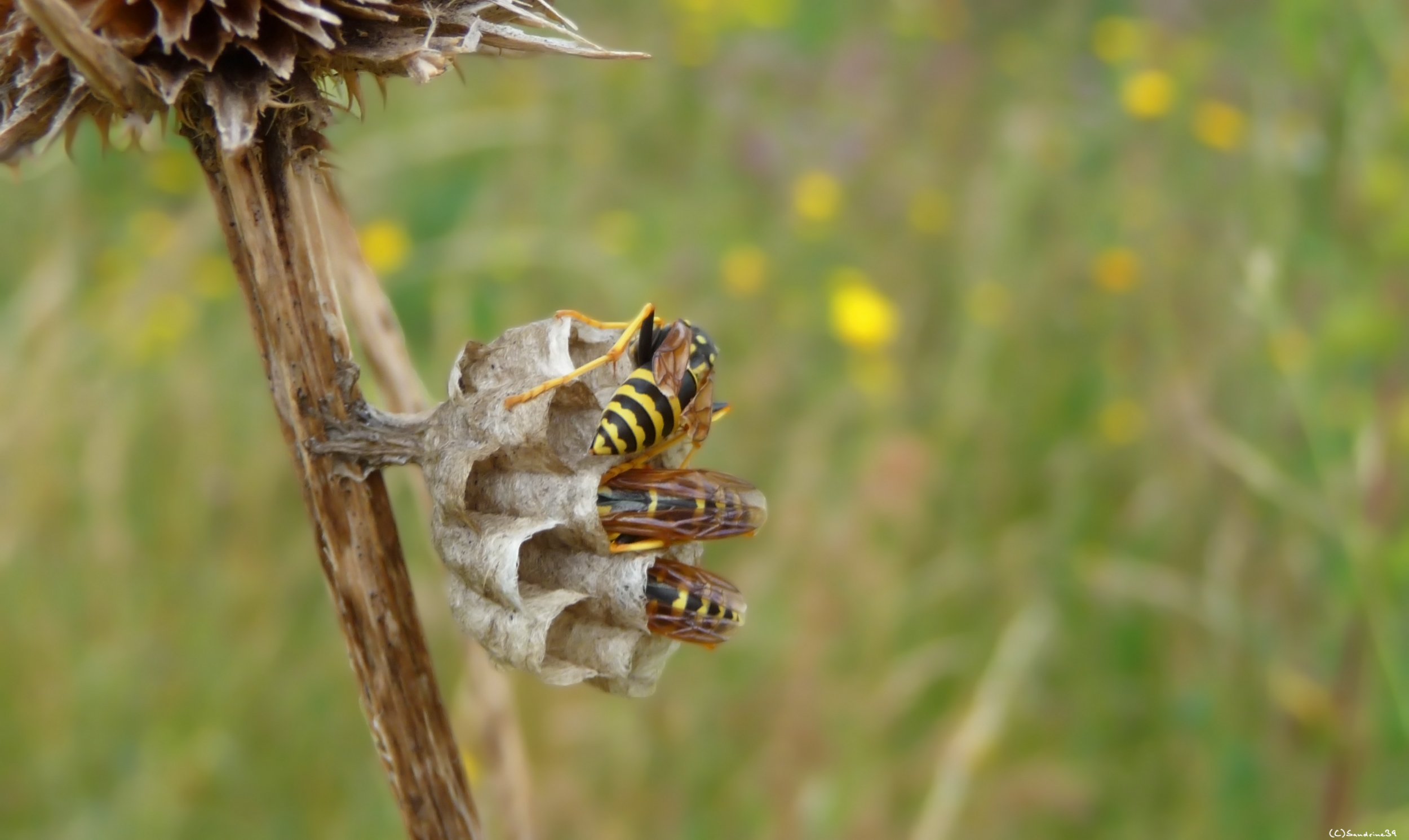 Fonds d'cran Animaux Insectes - Abeilles Gupes ... Nid de gupes 