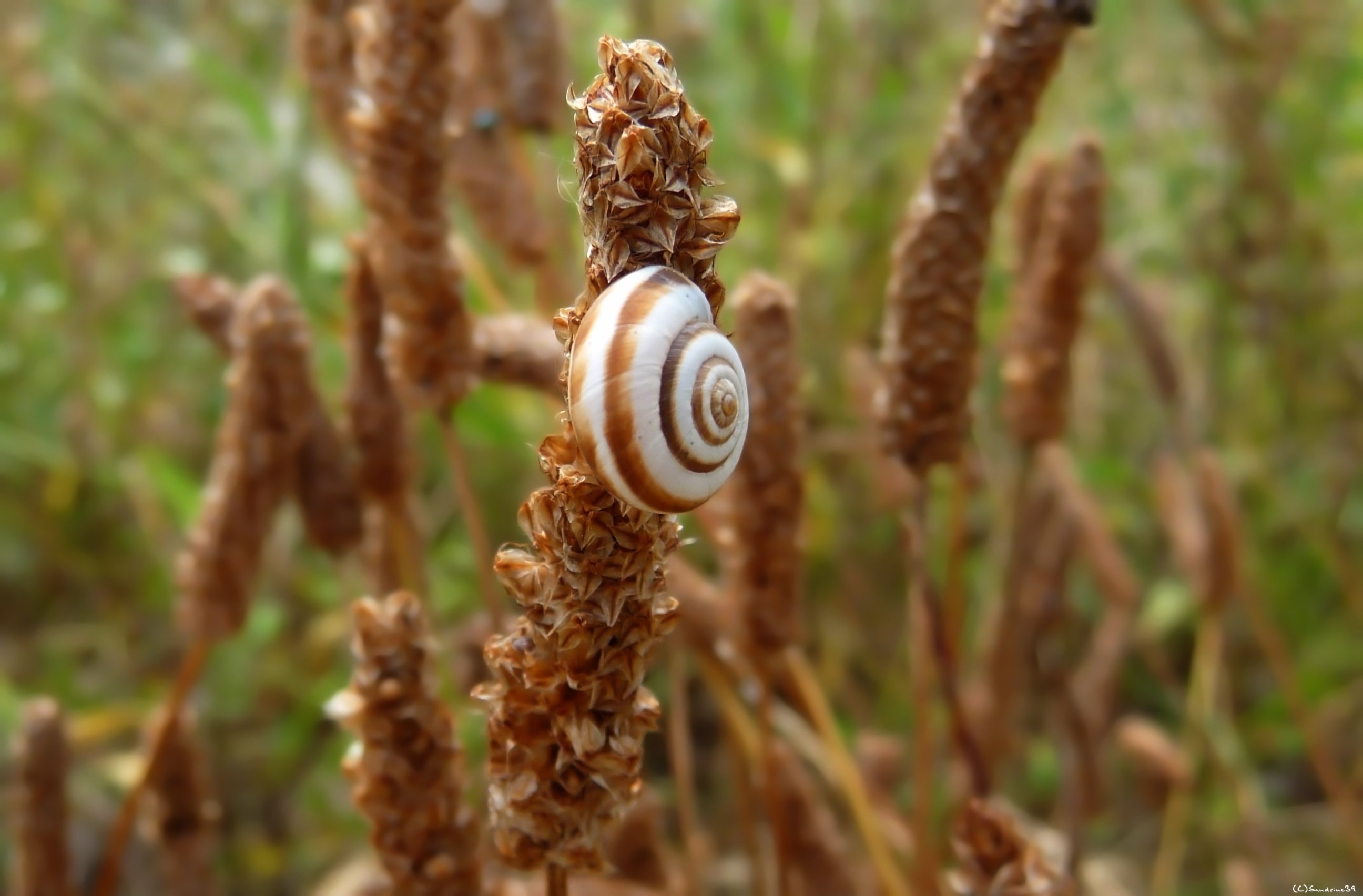 Wallpapers Animals Snails - Slugs Escargot